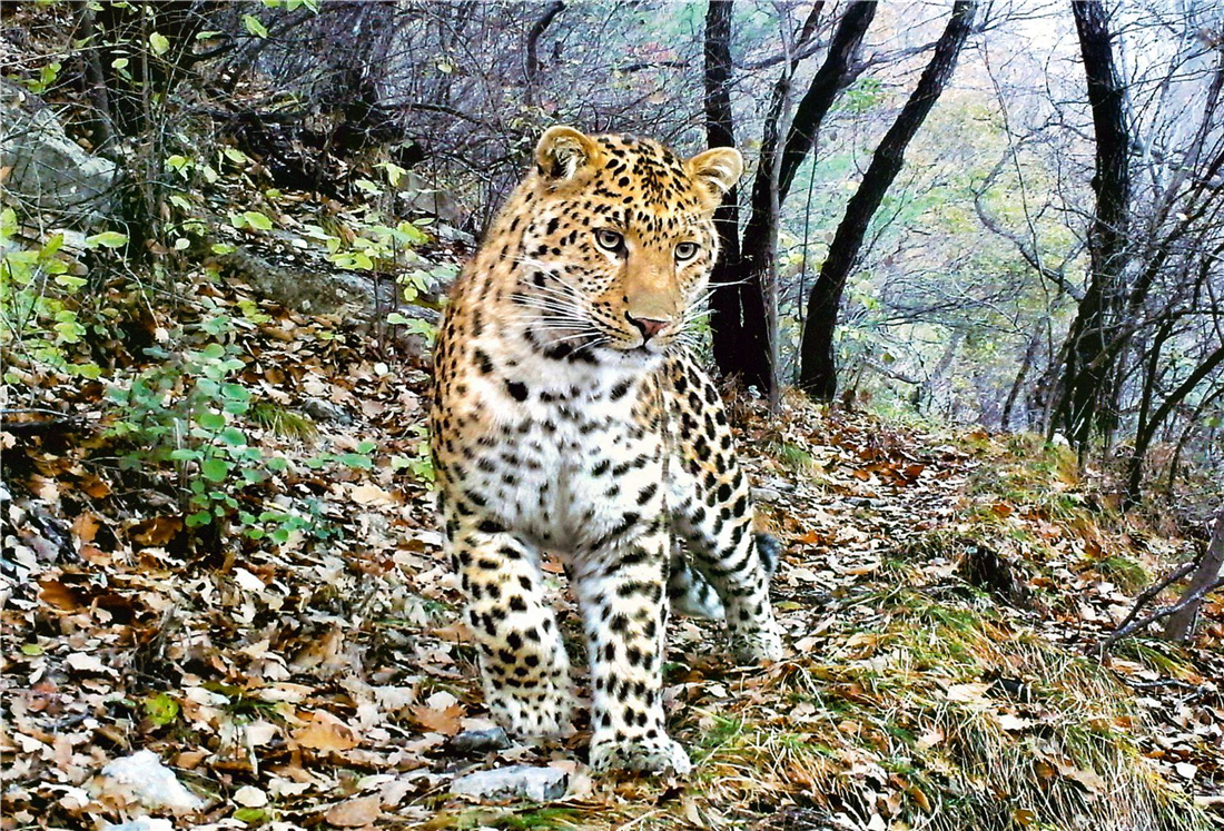 华北豹受伤后死亡警方征集线索,山西发现一只华北豹