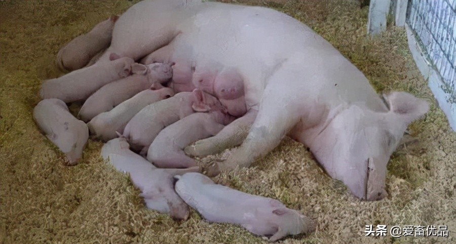 母猪乳房有硬块吃什么药,母猪乳腺硬块怎么消除