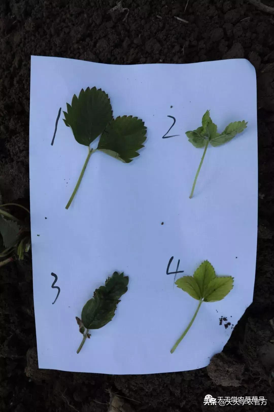 草莓苗弱苗怎样变壮苗,草莓苗怎么促壮