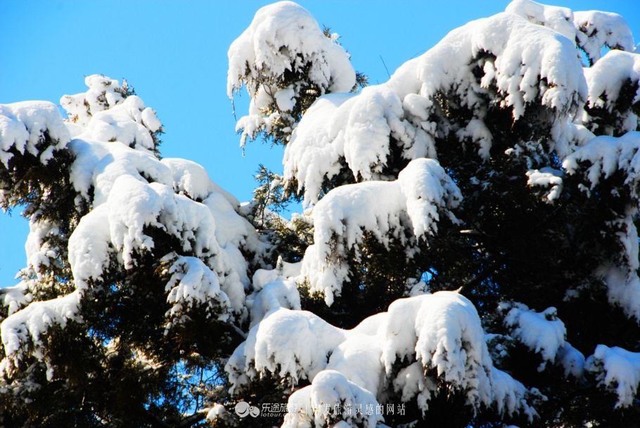 大雪压顶岁寒三友,大雪压青松青松不低头