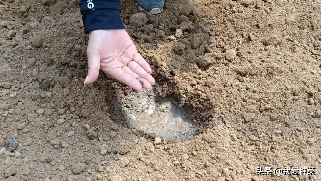 地里栽西瓜,露天西瓜种植一步一步教你