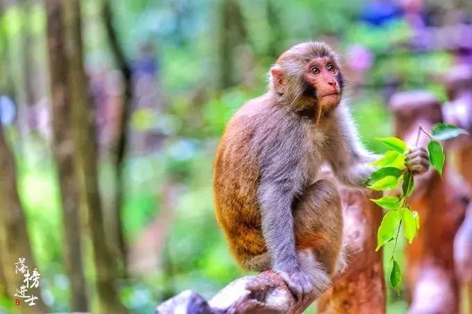 去张家界自助游攻略,张家界免门票自助游攻略图片真实