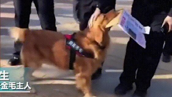 走丢的金毛在马路上找主人,金毛丢了再贴寻狗启事