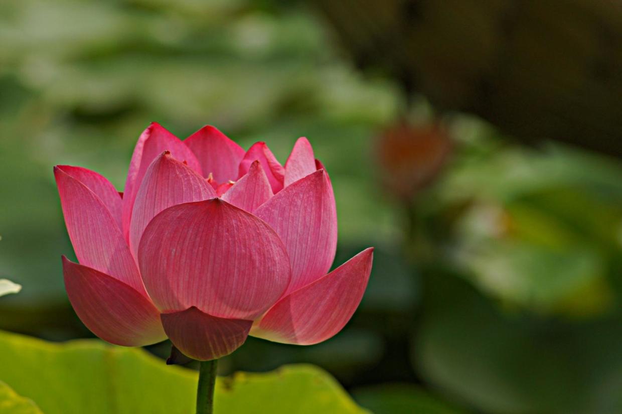 睡莲在室内如何养护才能快速开花,睡莲适合在太阳下养吗