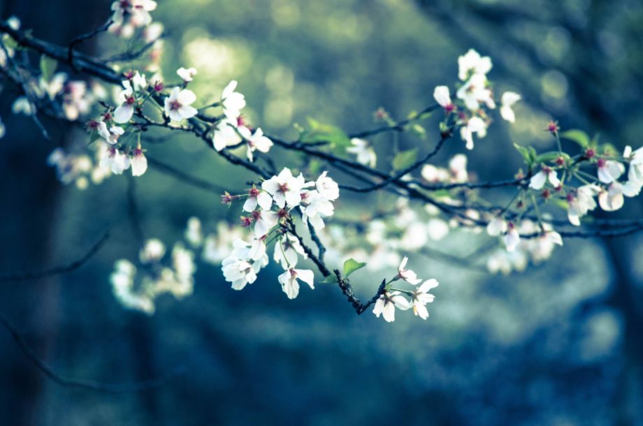 原创诗词—往事如风皆隐去心中幽梦雪莲香
