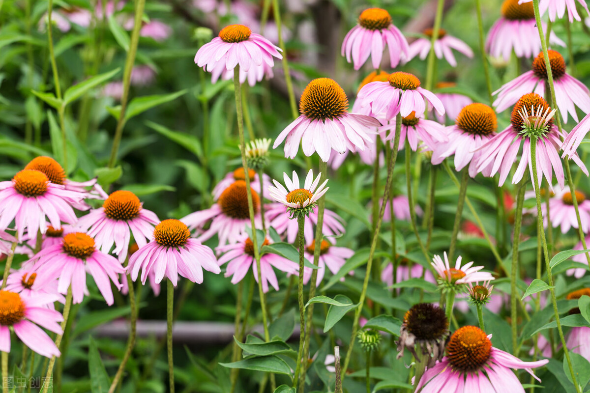 园林人需要知道的85个花卉知识,园林花卉的种类及图片