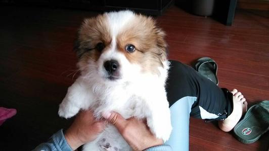 买个纯种母狗划算还是纯种公狗好,细犬幼犬公狗怎么挑