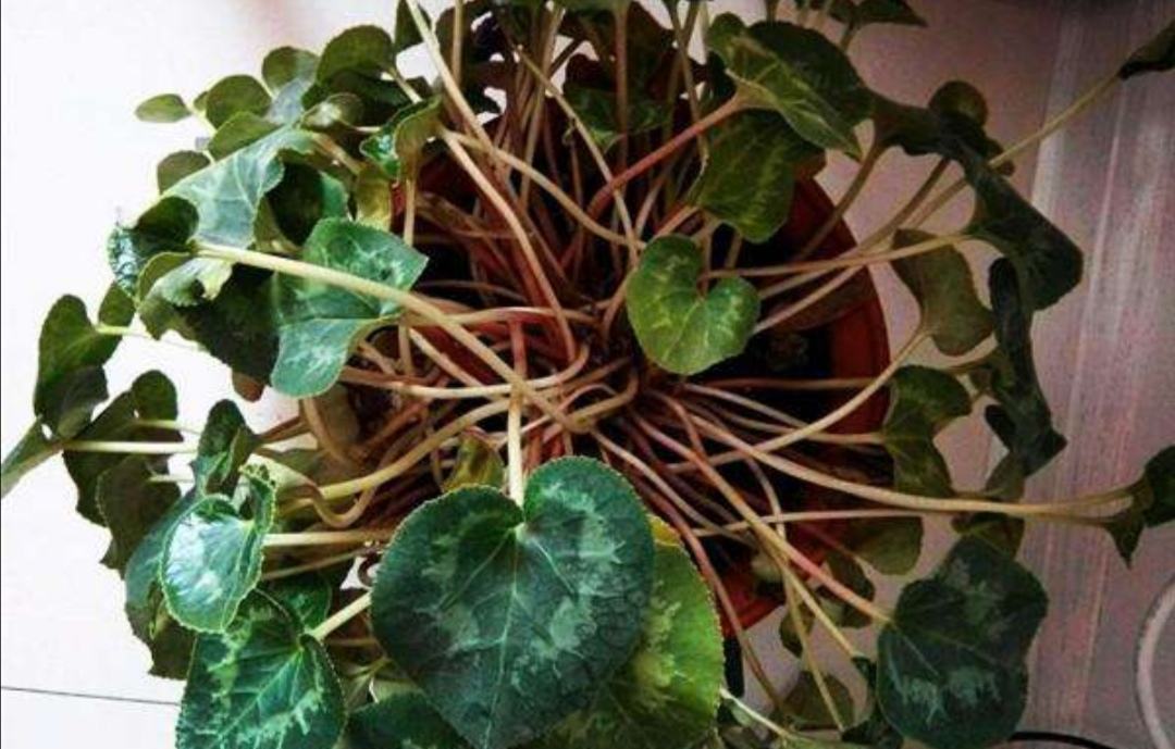 仙客来黄叶怎么补救视频,刚买回来的仙客来叶子发黄怎么办