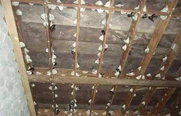 燕窝知识,燕窝中哪种燕窝品质最好