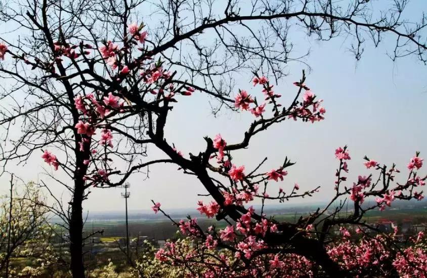 安徽春天去哪看花,安徽春天赏花攻略景点推荐