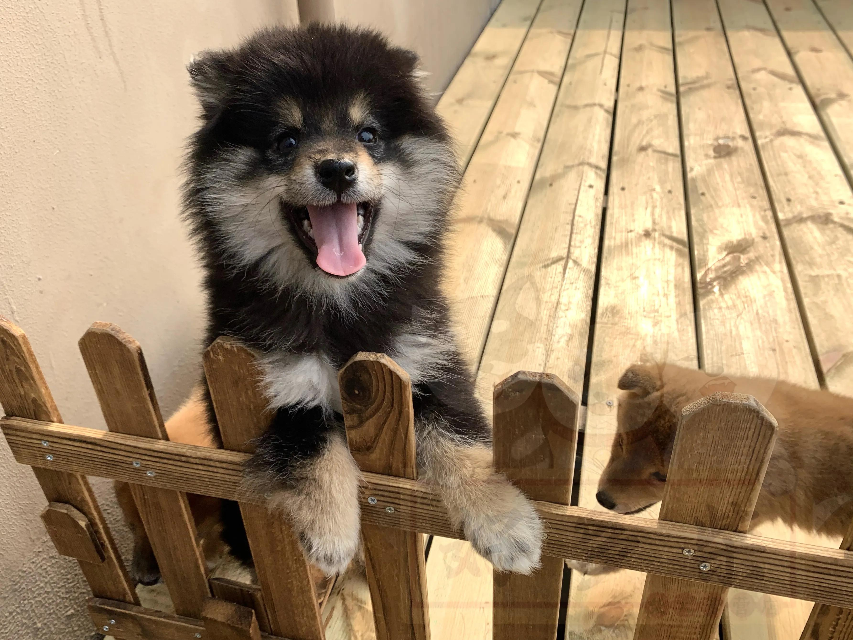 长毛柴是赤柴吗,长毛柴犬和短毛柴犬的区别