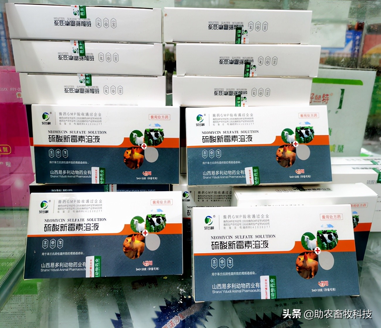 猪场10种常见疾病的症状以及用药防治方案