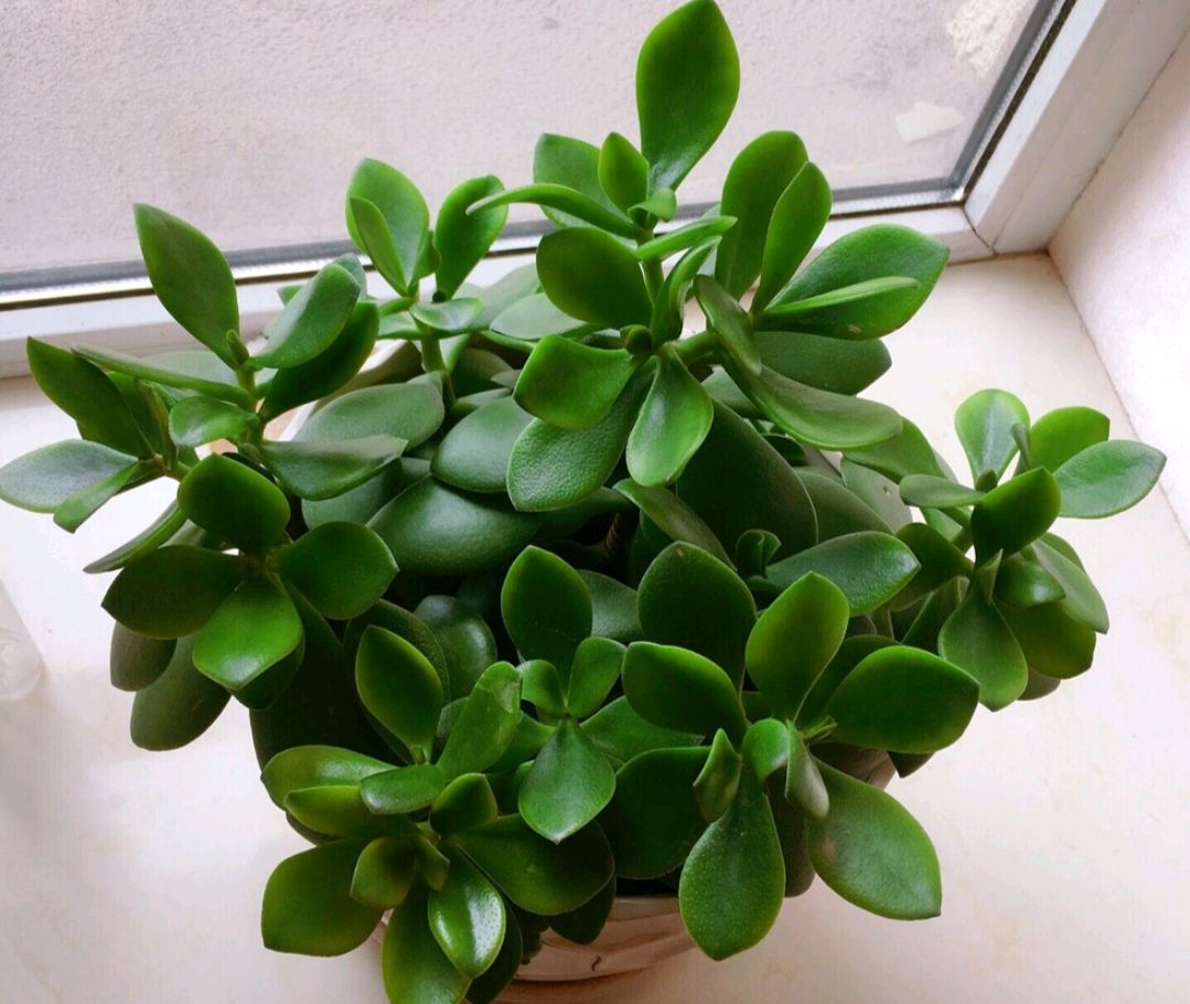 玉树叶子发黄怎么办,玉树叶子发黄是什么原因造成