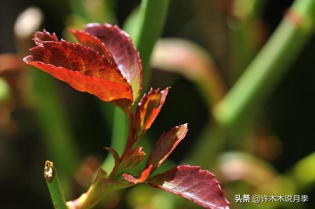 月季芽点都枯了月季还能活吗,月季枯萎了还能救活吗