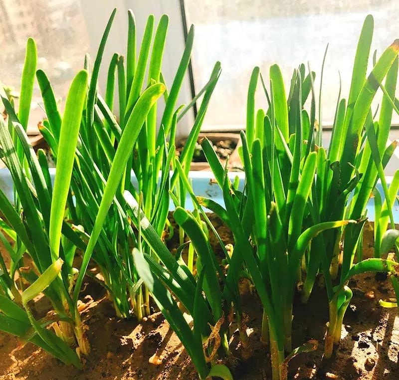 小众且美味的蔬菜,惊艳爽口的蔬菜