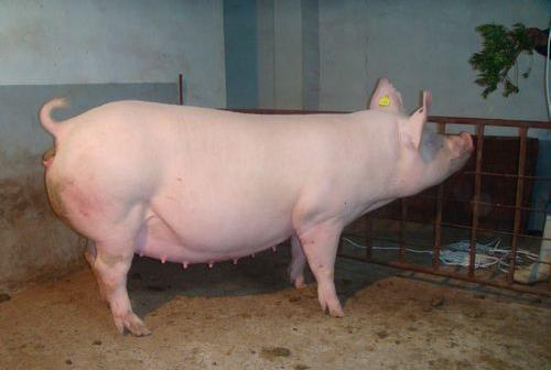 后备母猪不显怀肚子不大,后备母猪不发情的原因