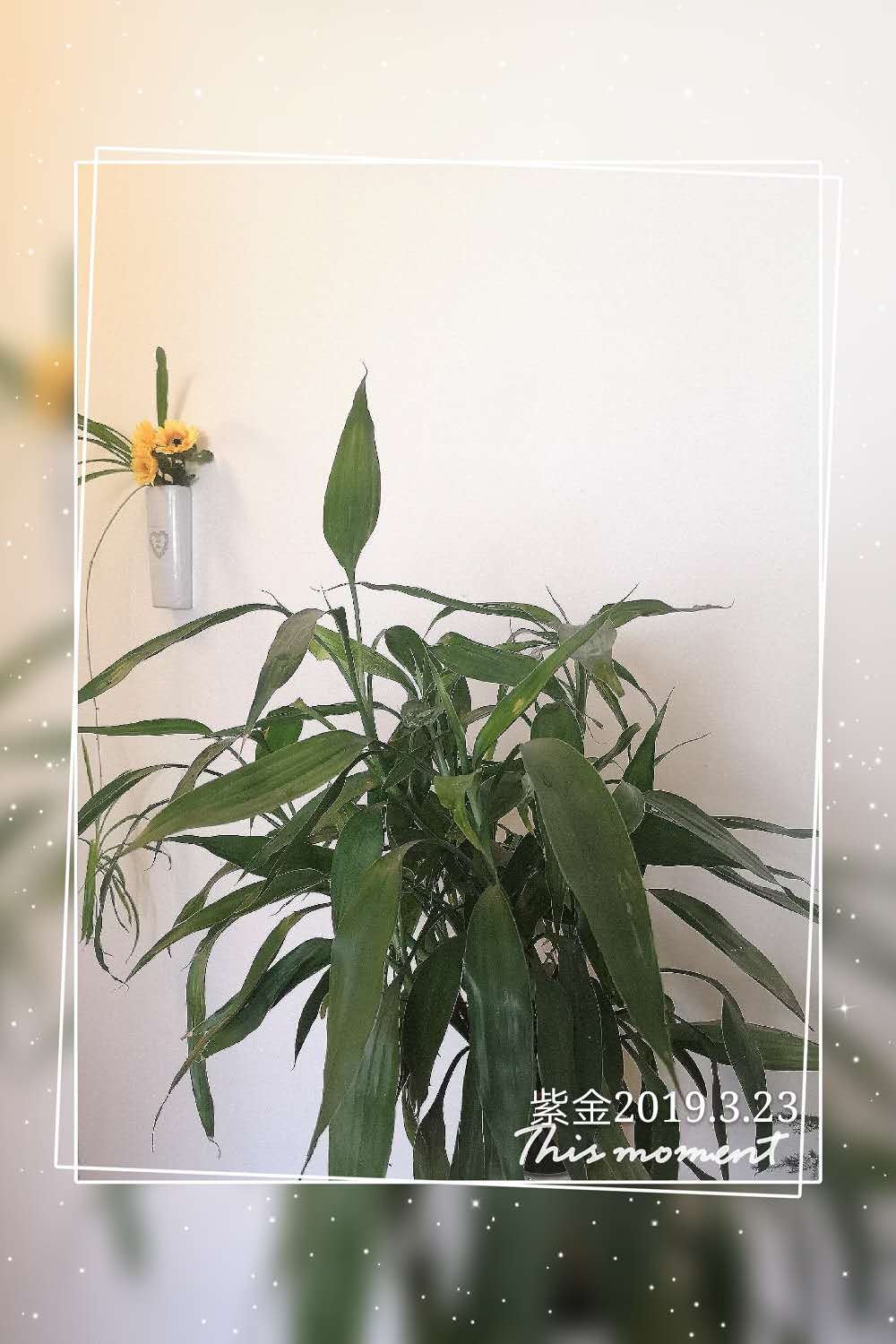 竹子叶子发黄须根发红怎么补救,盆栽的竹子叶子发黄是什么原因