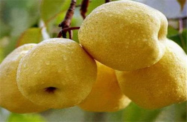 梨树病虫害绿色防控技术,梨树病虫害防治时间表最新