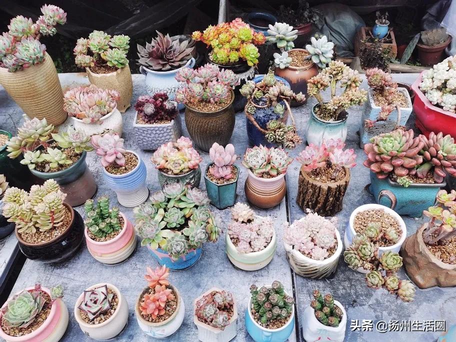 扬州花卉市场大全,扬州西区花卉市场