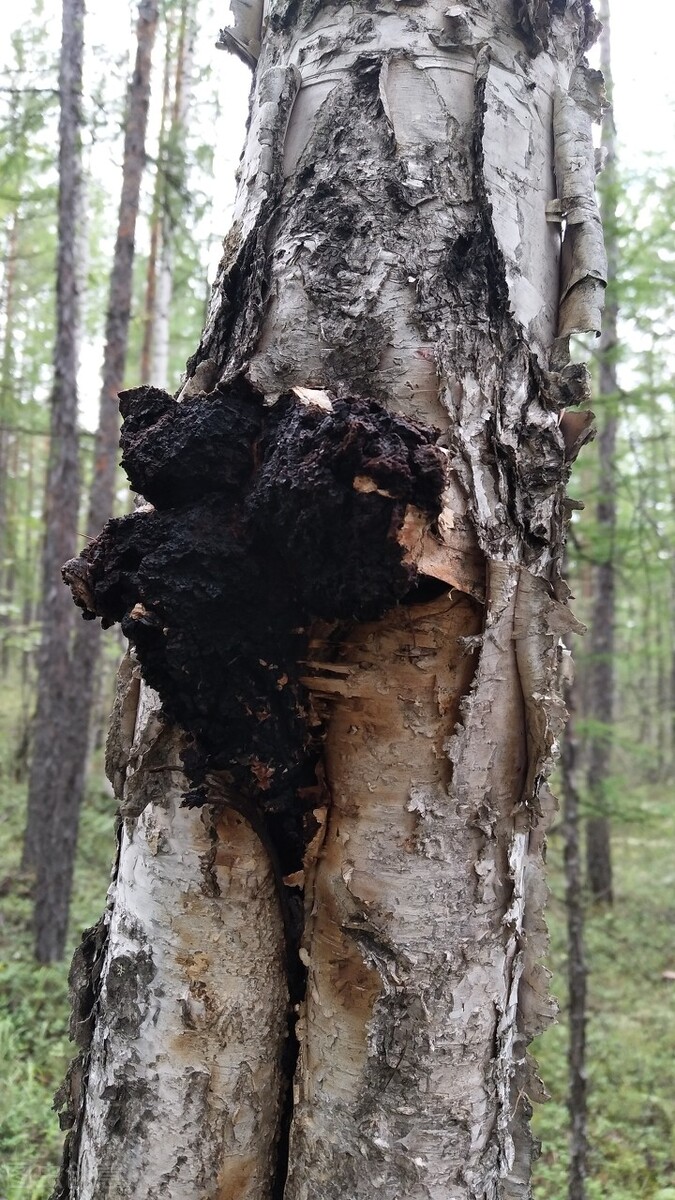 桦树茸报道,最佳的桦树茸