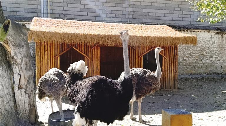 浴霸、暖气、棉被、营养食谱…罗布林卡里的动物们这个冬天过得很舒服