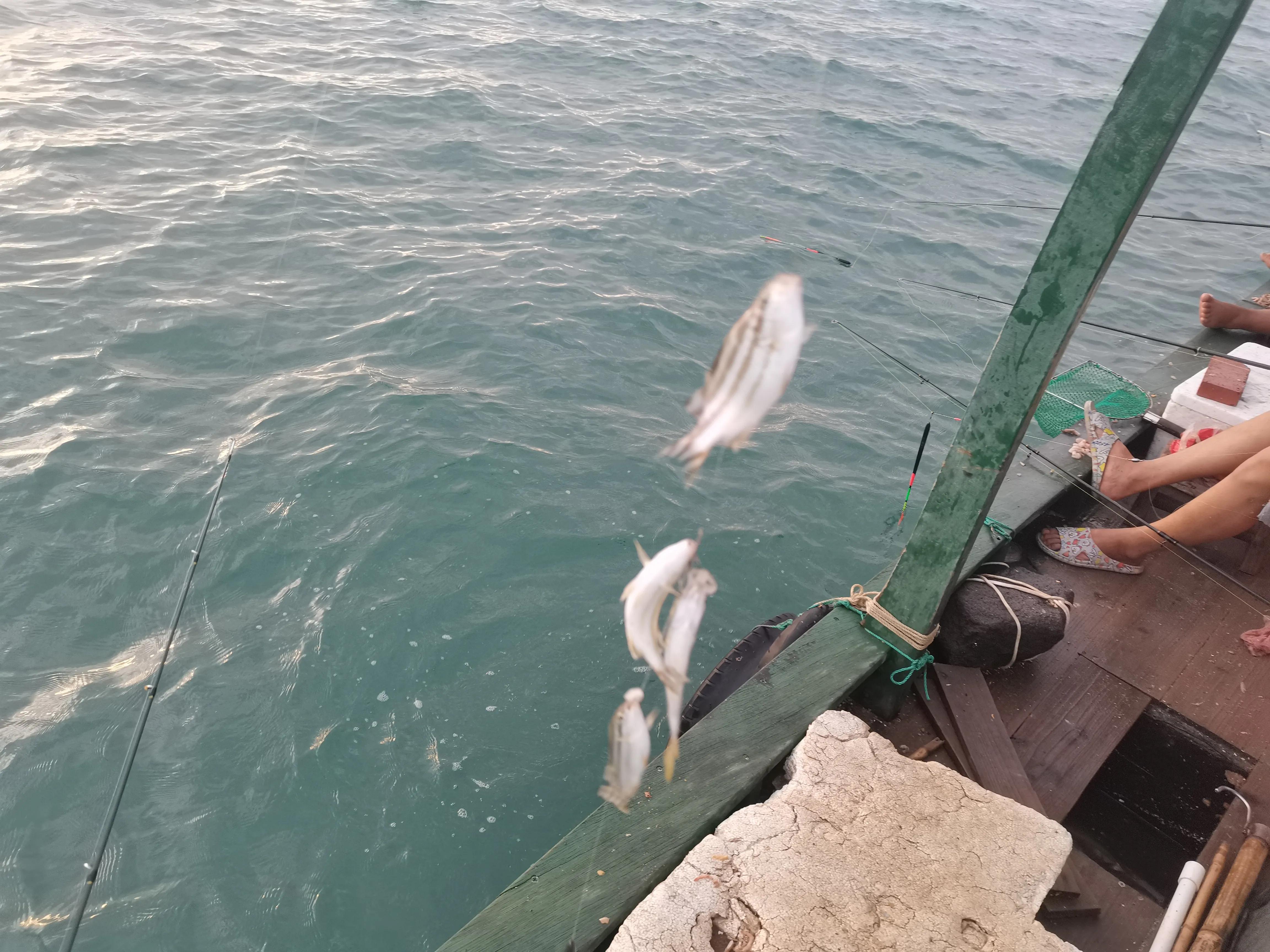 三人出海夜钓，石堆下藏满黄鲷鱼群，每人钓一桶