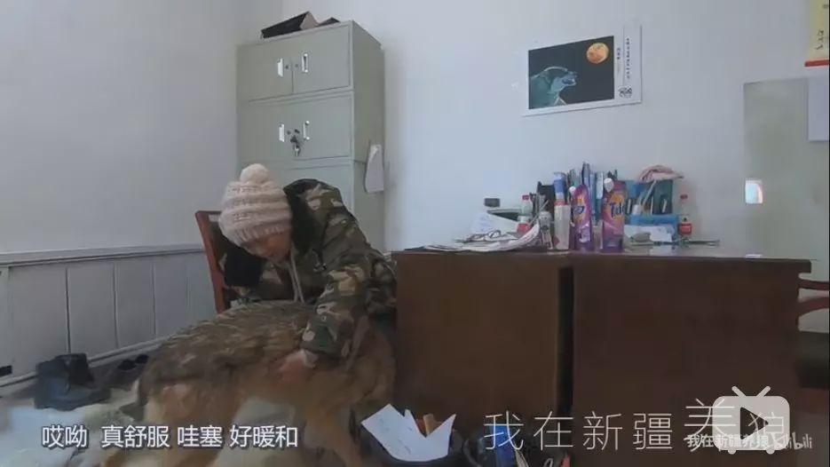 养狼disco：我在*疆新**，把狼养成了哈士奇