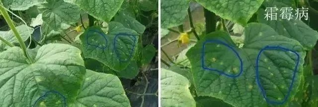 白化病的种类及图片,白化病常识图片大全