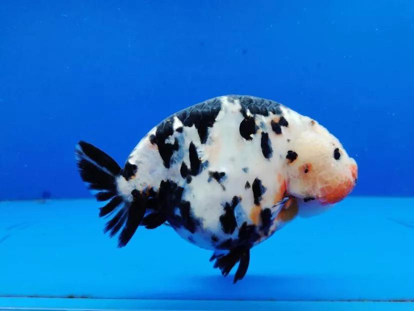 整理箱养兰寿金鱼饲养技巧,兰寿金鱼怎么饲养长得快