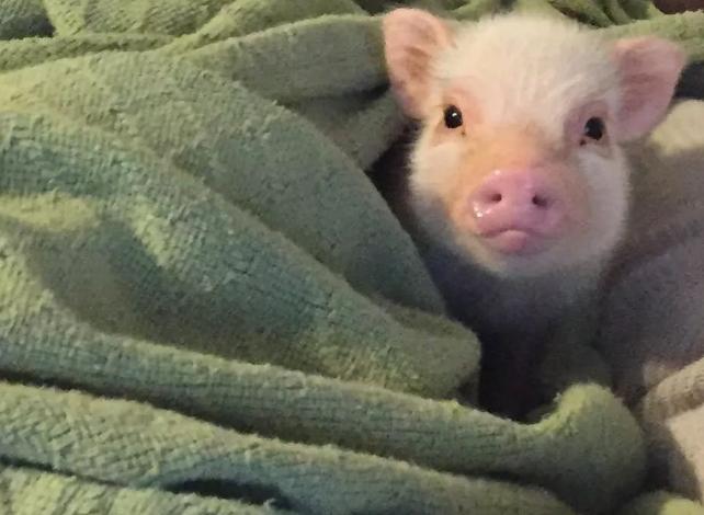 小猪不长怎么快速解决,小猪越来越瘦还不吃食怎么办