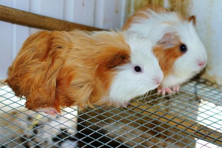 养100只荷兰猪能赚钱吗,养荷兰猪需要准备什么东西