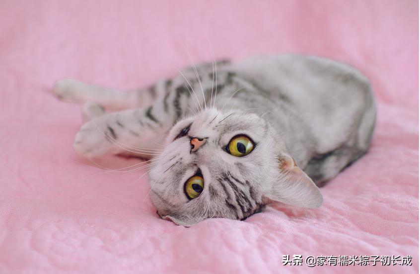 购买一只宠物猫购买前的选择过程,购买猫咪一般在网上哪里卖