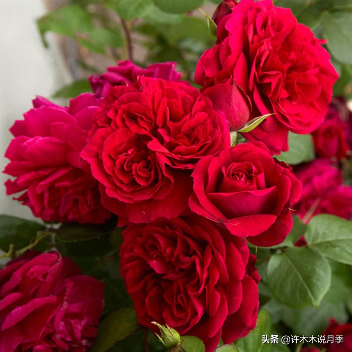 如何买到正版欧月？月季购买防骗手册，几招鉴定欧月，拒绝小白花