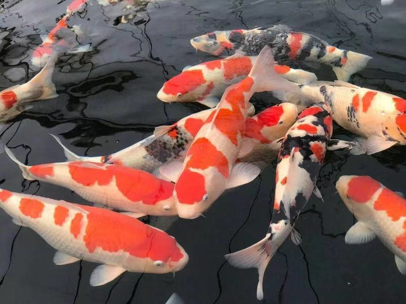 养鱼张哥最新视频,鱼缸怎么养锦鲤鱼最好