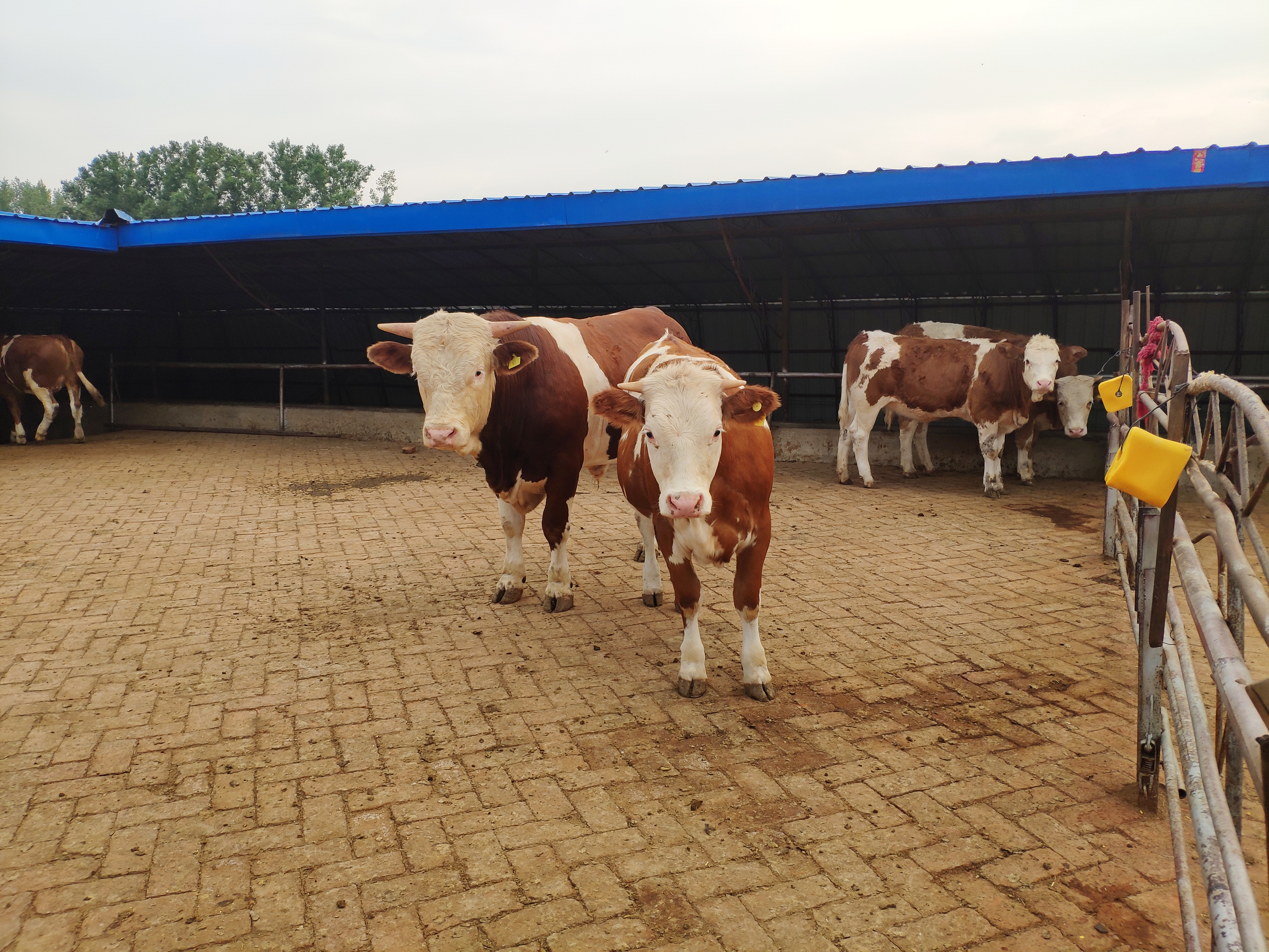 养牛人青储料,养牛人必须要知道的知识