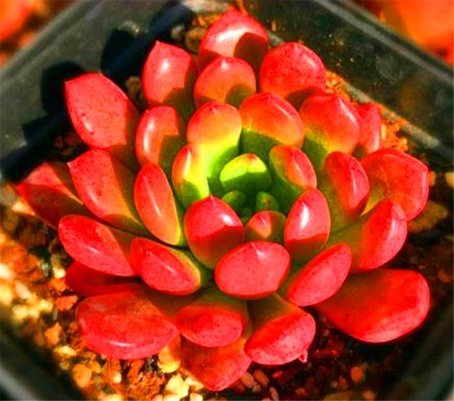 多肉红宝石叶子干瘪还能活吗,多肉红宝石叶片发黑怎么办