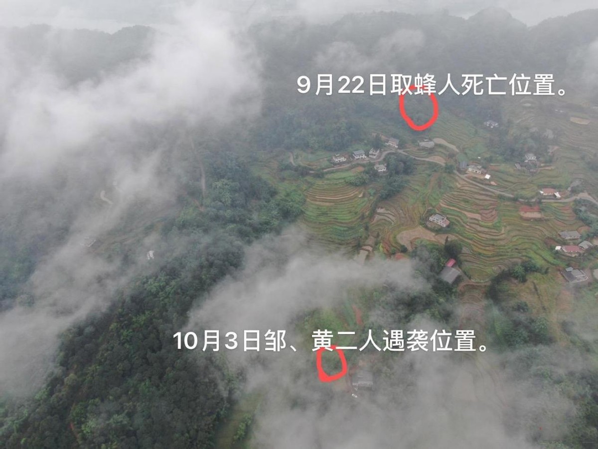 马蜂窝被打掉后马蜂会攻击人吗,马蜂窝被捅怎么让马蜂继续存活