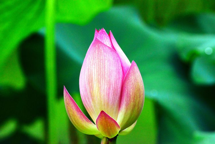 涔愯嚦鑽疯姳鎽勫奖浣滃搧娆ｈ祻,涔愯嚦鍗拌薄鎽勫奖