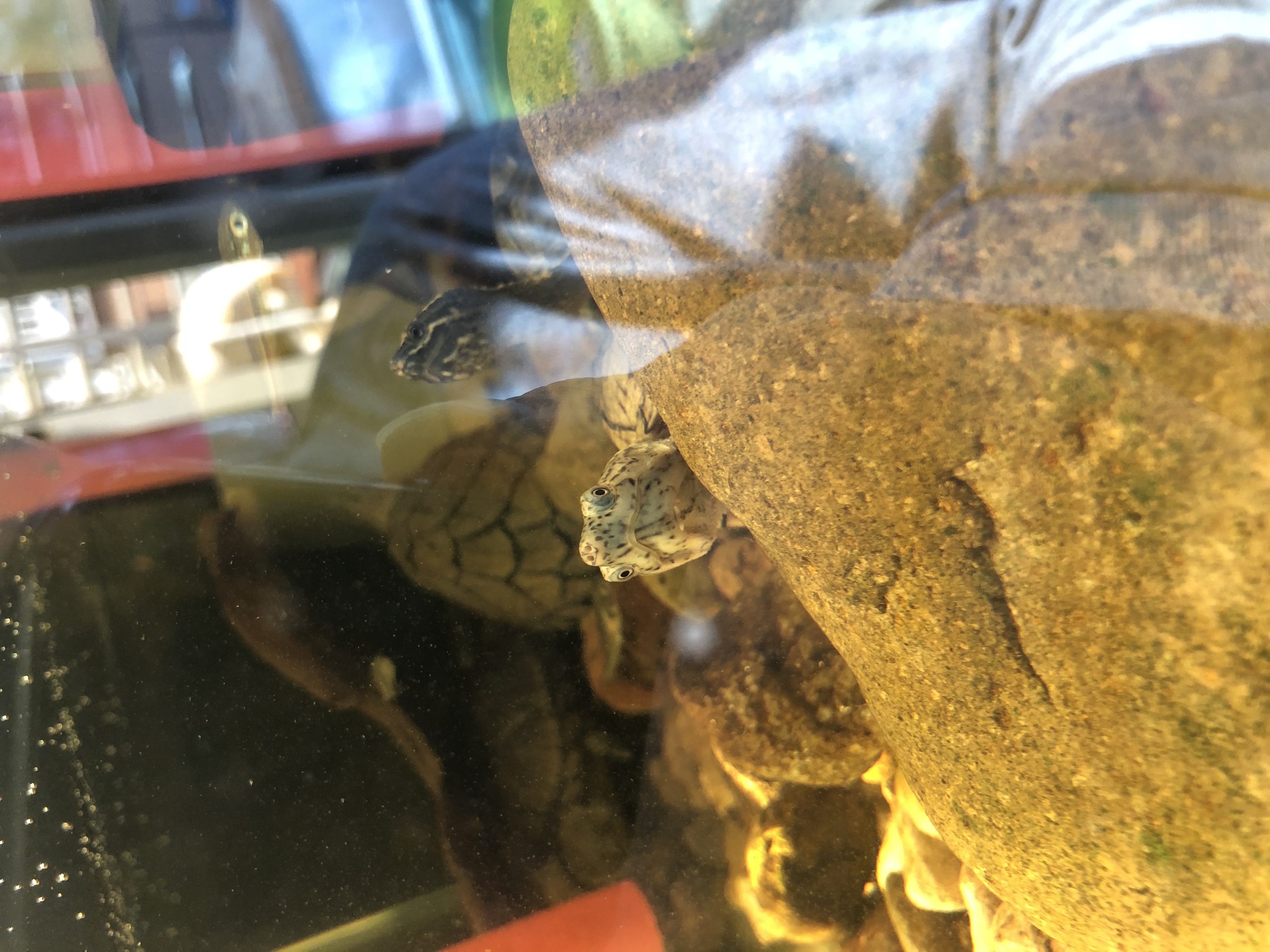 养鱼怎么选择合适的鱼缸,鱼缸如何养好水讲解