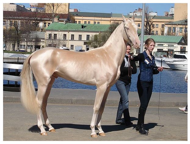 汗血宝马一千多万,汗血宝马过亿的有吗