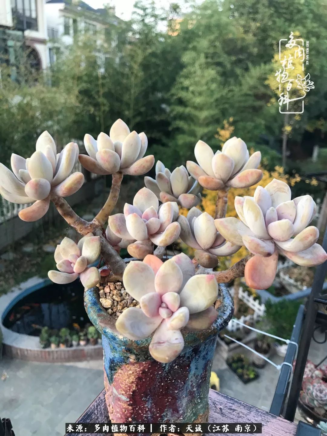 鍙拱瀵圭殑涓嶄拱璐电殑灏忔牱,鍙拱瀵圭殑涓嶄拱璐电殑鍥剧墖灞曠ず