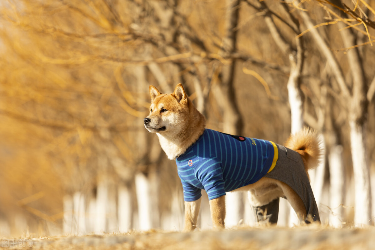 为什么不能养日本柴犬呢,柴犬有什么优点怎么那么呆萌可爱