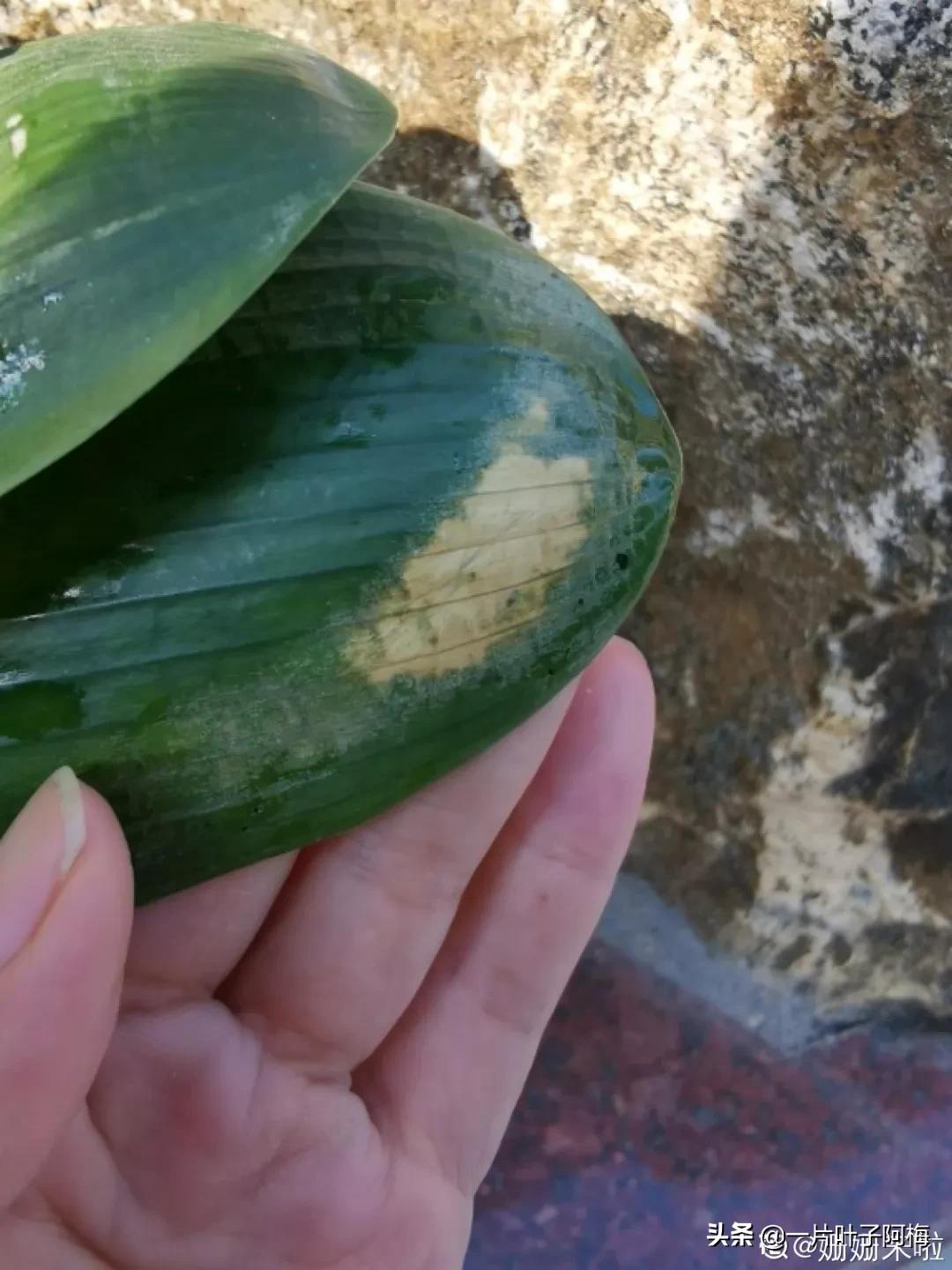 叶子软塌塌,叶子缺水卷曲怎么补救