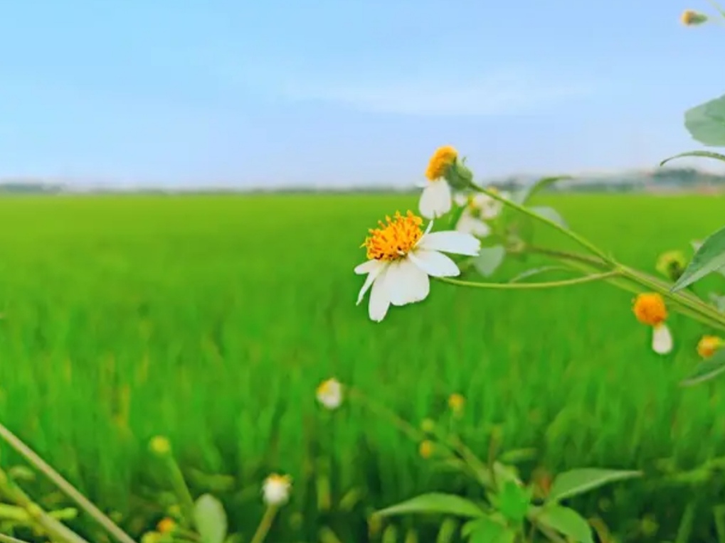 煮豆燃豆萁，相煎何太急。亲兄弟势同水火，团圆年，砸缸点房
