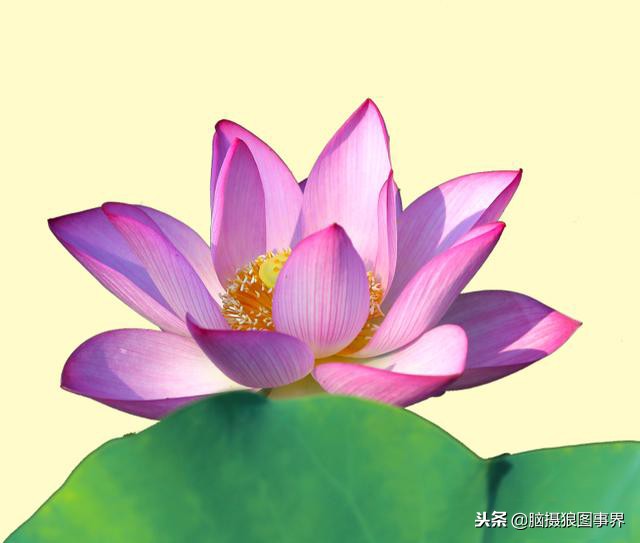 ps中的四类蒙版怎样应用,photoshop中如何添加蒙版