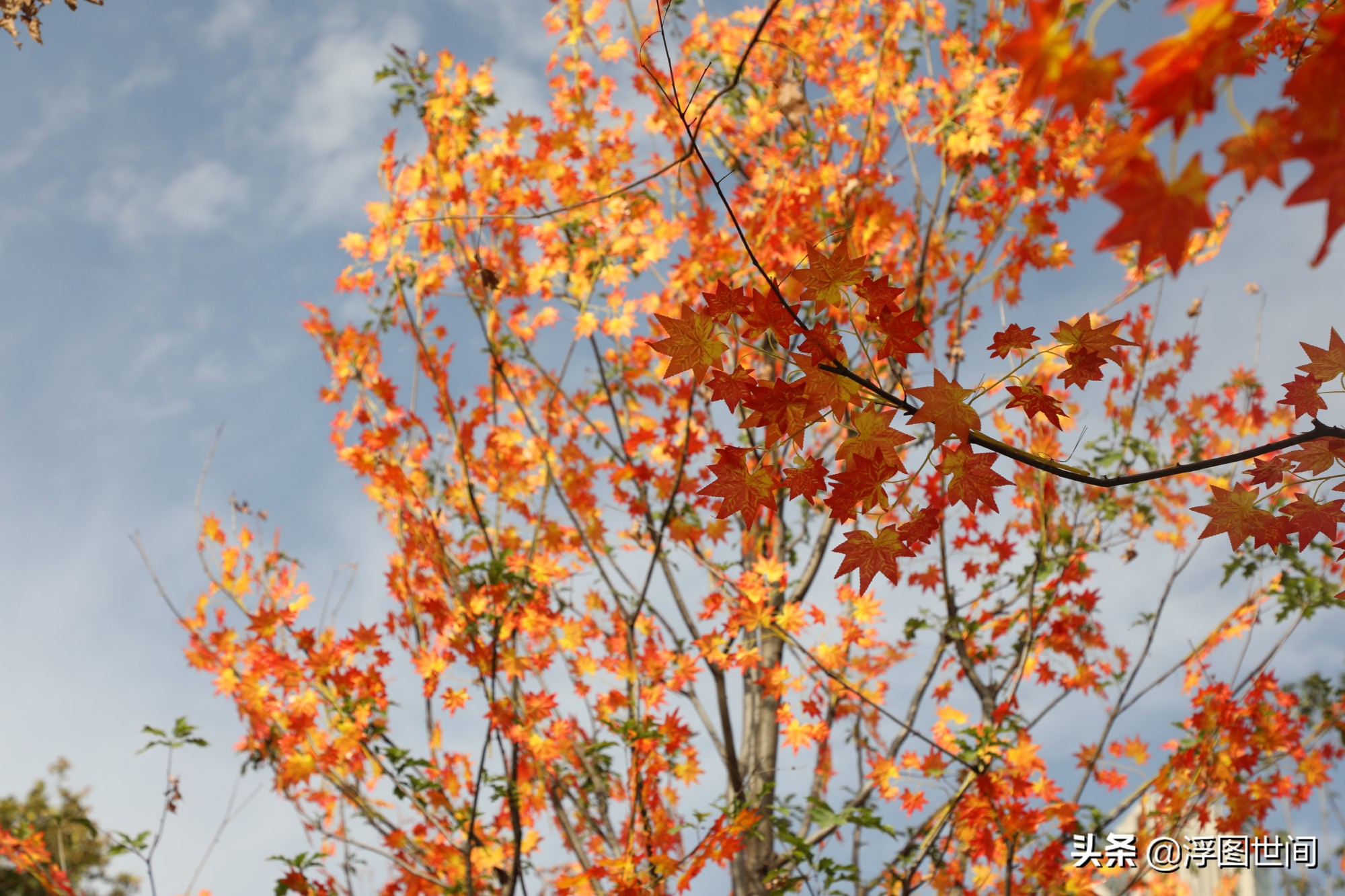 植物假树叶,人造树叶诞生