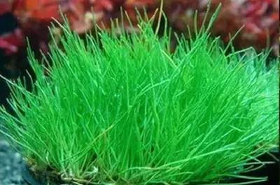 地里的野菜不认识拍照片怎么查,农田常见100种杂草图谱名称