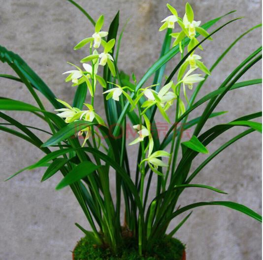 中国兰花之乡有哪些？为何云南独占7个？