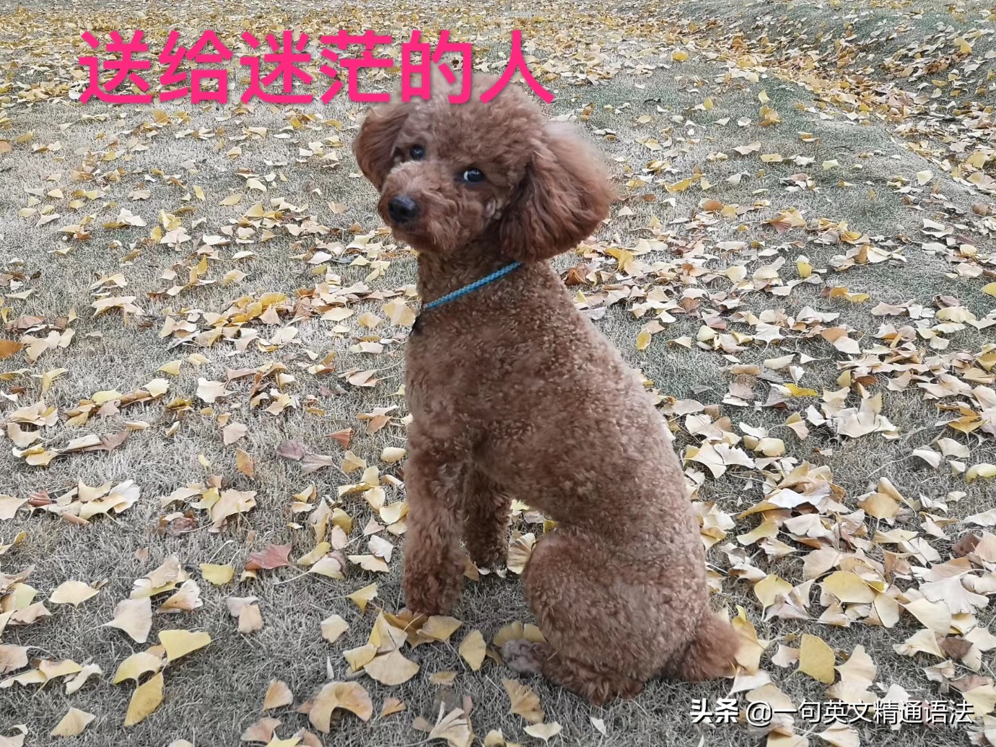 学了英语语法不知道怎么用,学了英语却不知道下车怎么说