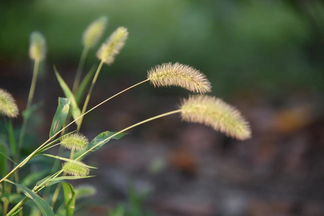 托普学院苏州,苏州托普信息职业技术学院怎么样